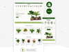 Plantrex - Beautiful Flower Shop | Shopify 2.0 Template